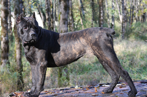 old world cane corso shade
